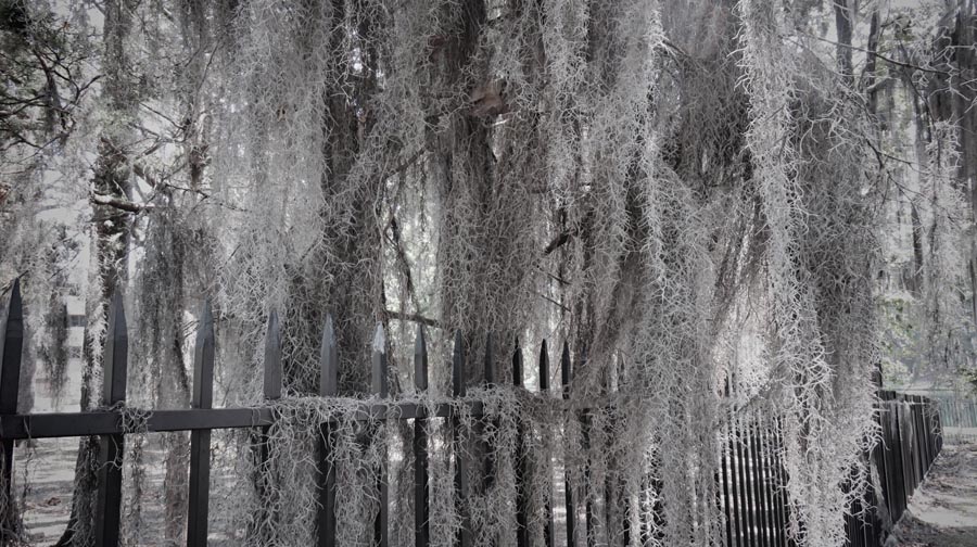Spanish moss in black and white