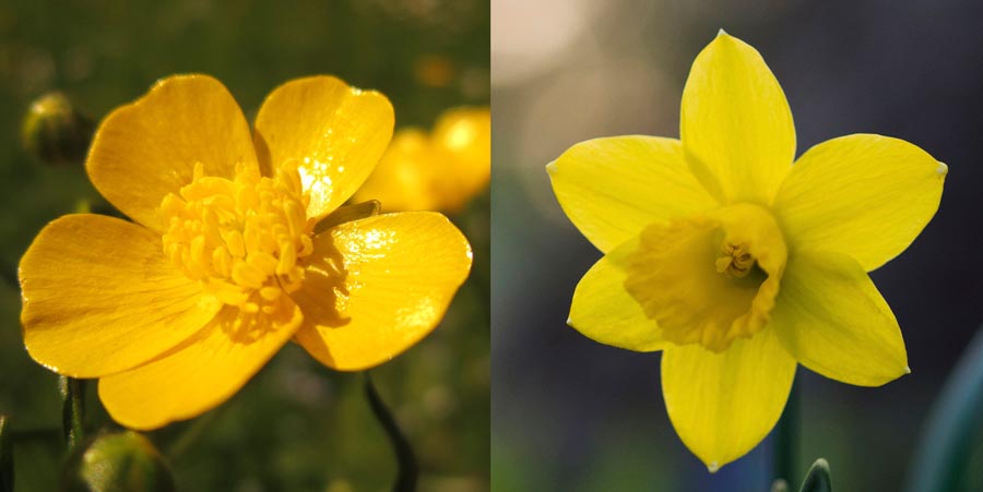 Buttercup and daffodil 
