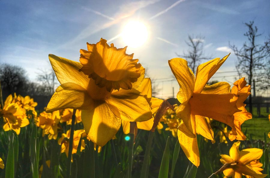 DAffodils in sun
