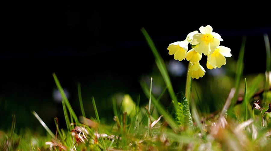 Daffodil growing