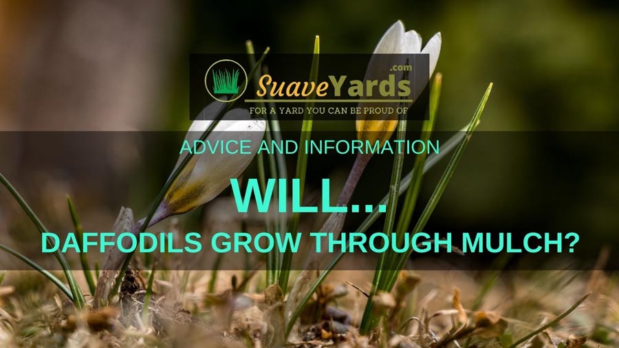 Will daffodils grow through mulch
