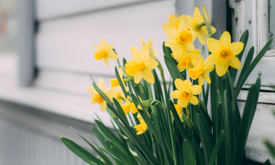 daffodils blooming outside