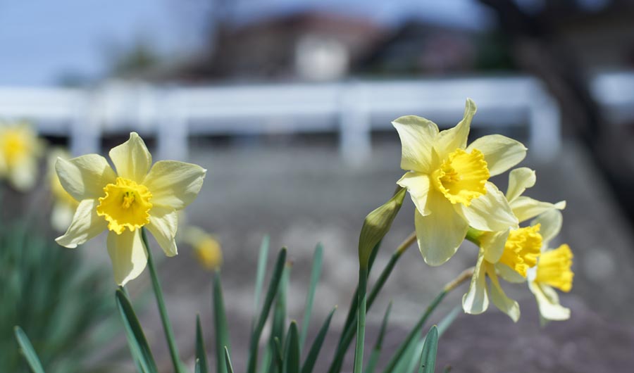 daffodils growing