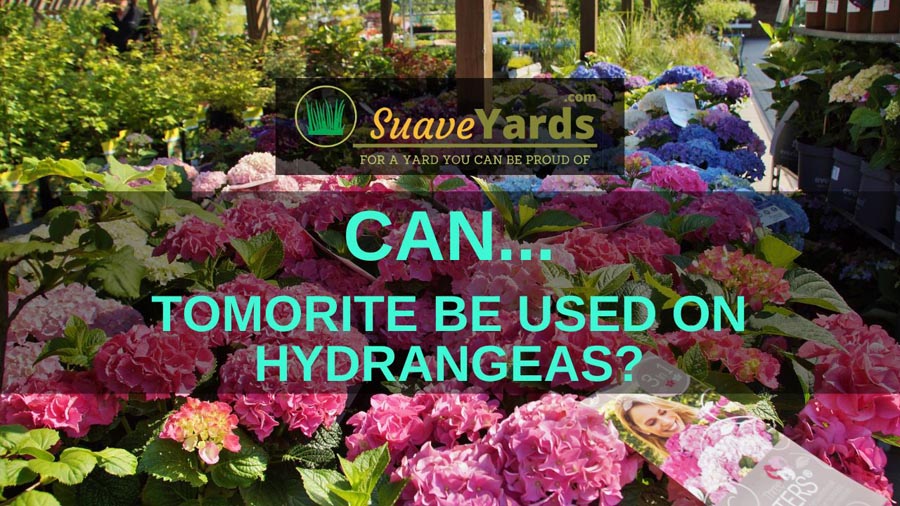 Can Tomorite be used on hydrangeas