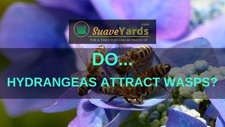 Wasps on hydrangea