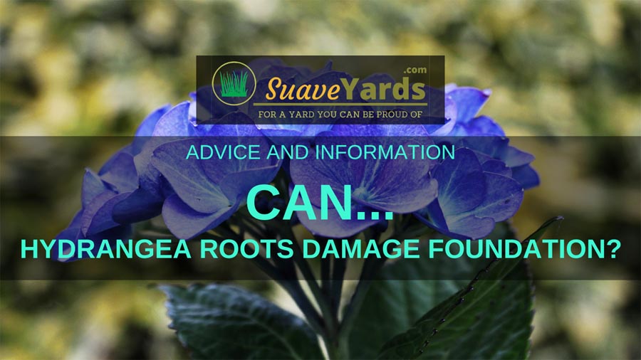 Will hydrangea roots damage foundations