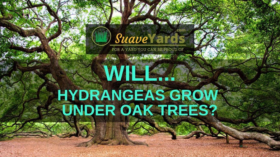 Will hydrangeas grow under oak trees