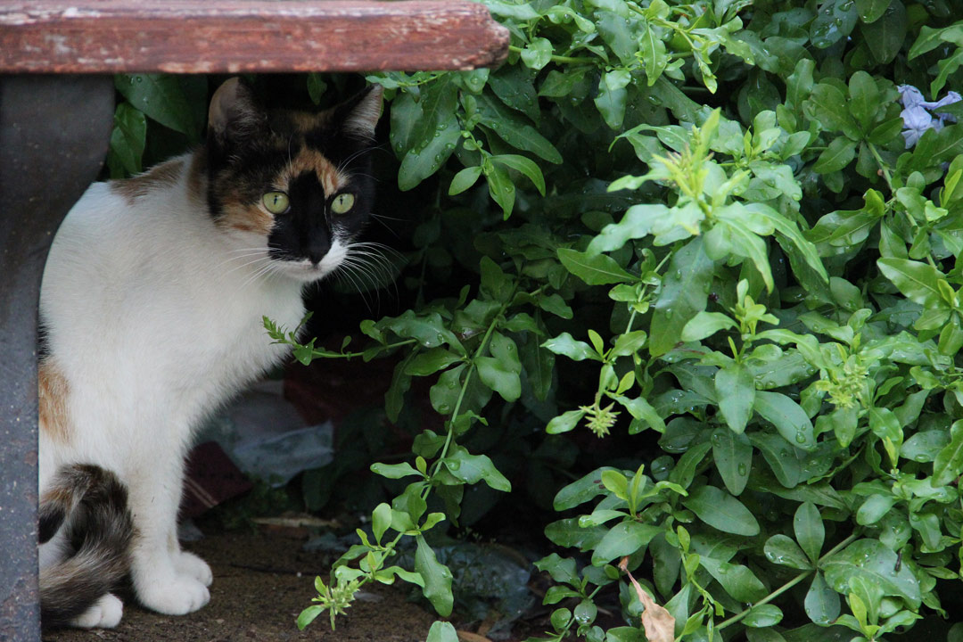 How To Keep Cats Out Of Your Yard - 10 [Fool Proof ...