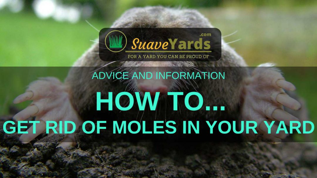 How to Get Rid of Moles in Your Yard: A Definitive Guide