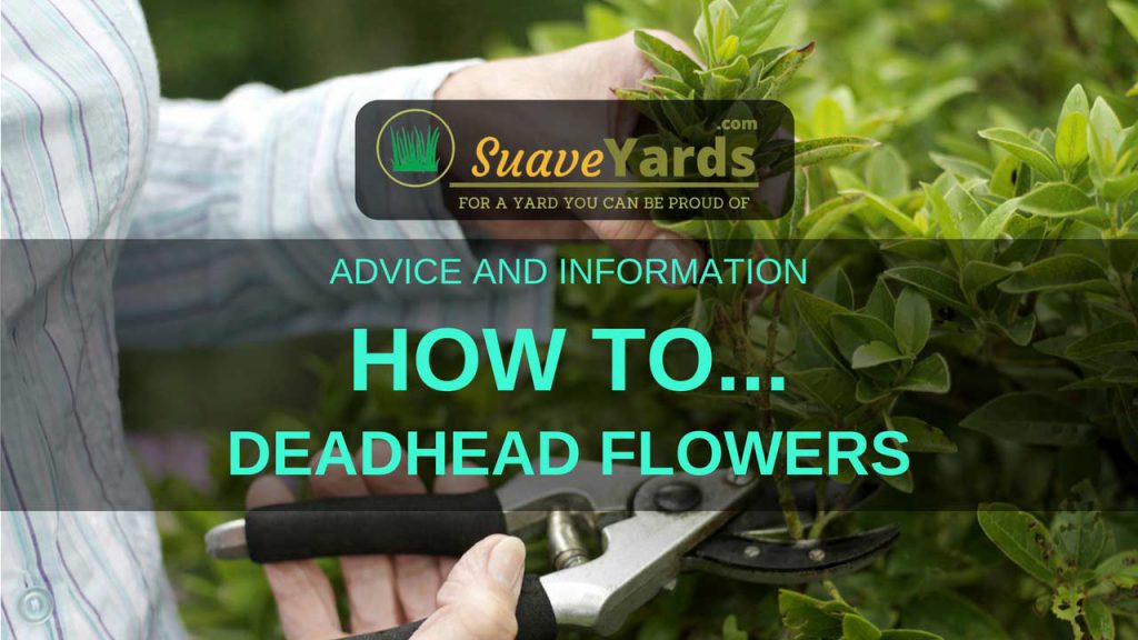How to deadhead flowers
