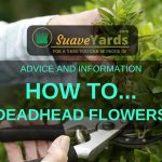 How to deadhead flowers