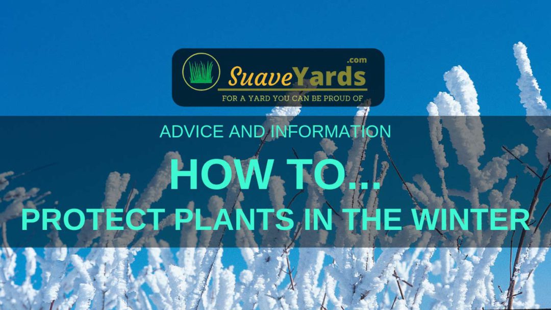 Protecting Plants During The Winter - 9 Steps