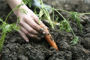 Hand planting carrots