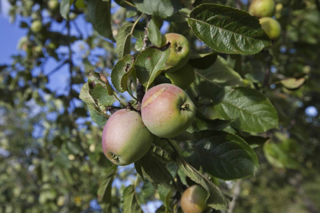 The Easiest Fruit Trees to Grow The (Definitive) List