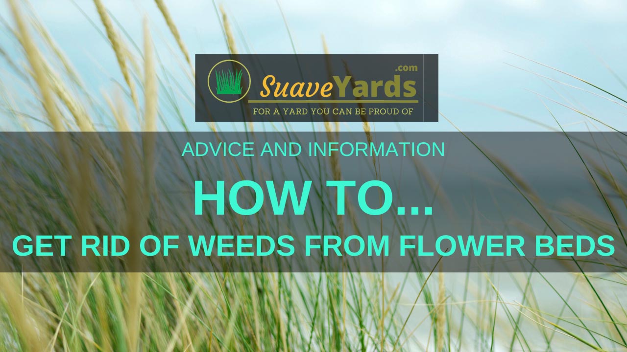 How to Get Rid of Weeds from Flower Beds In 5 Simple Steps