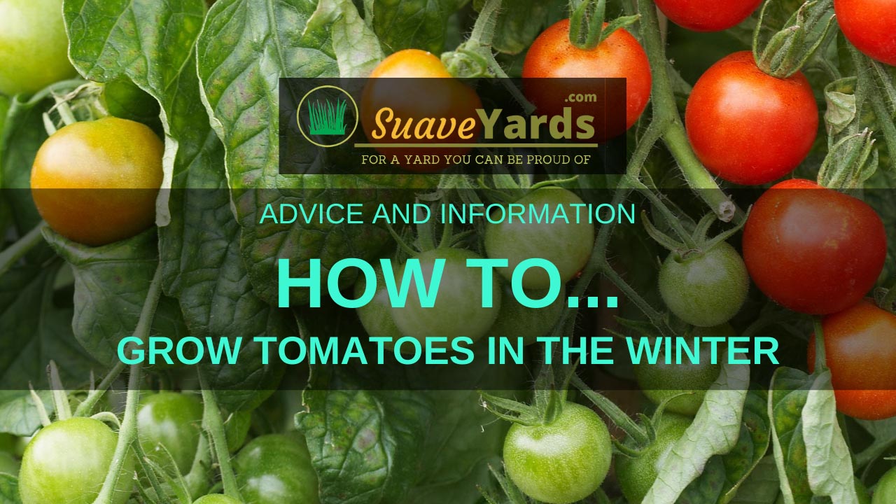 How To Grow Tomatoes in the Winter Enjoying Them All Year