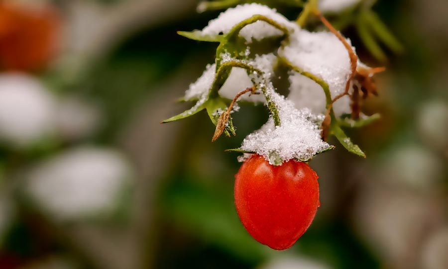 Tomatoes in winter