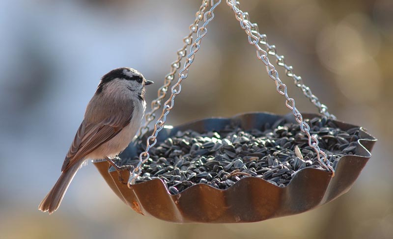 Birds on bird feeder