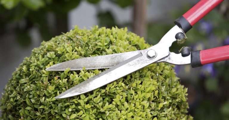 How To Trim Overgrown Hedges: Beauty Is In The Maintenance