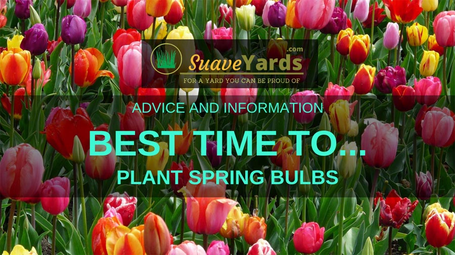 Best time to plant spring bulbs