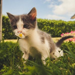 Kitten sniffing flower
