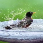Bird in bird bath