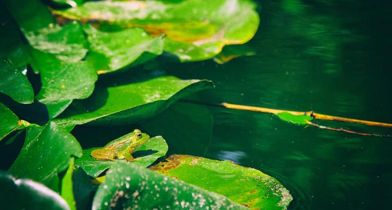 Green leaves on water