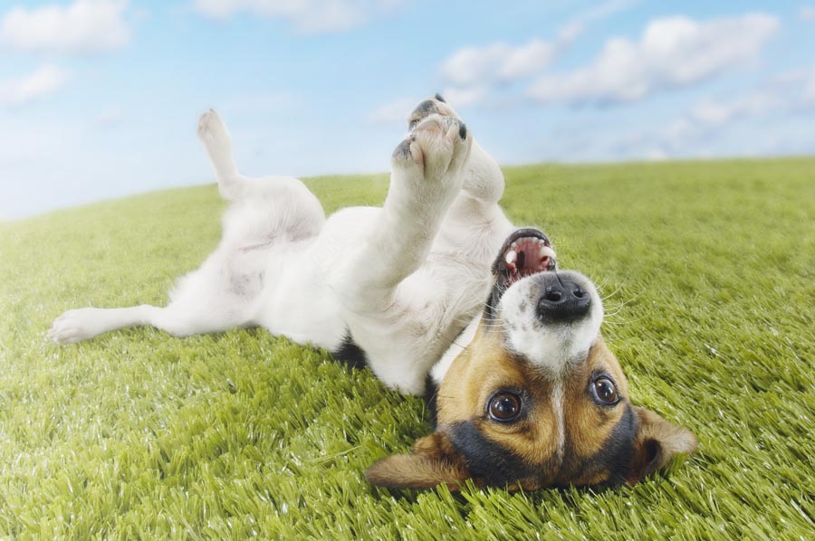 Jack Russell Terrier Lying Upside Down on Grass