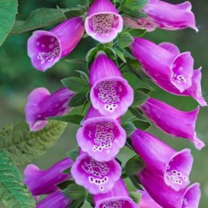 Foxgloves