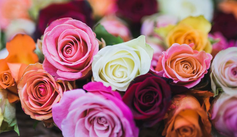 Colorful roses