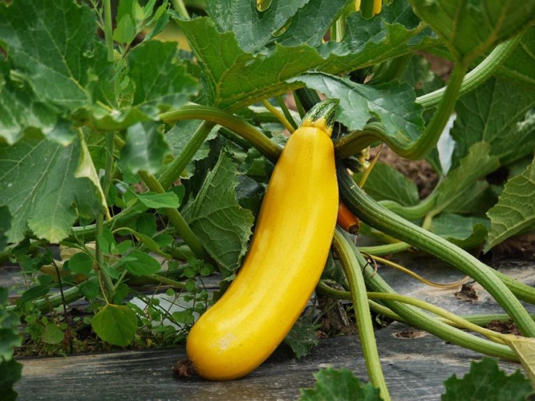 When Is the Best Time to Plant Zucchini? (Explained)