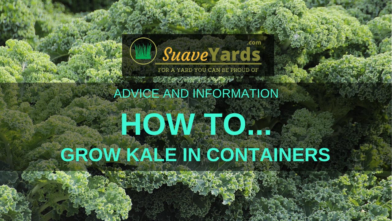 How to Grow Kale in Containers A StepbyStep Guide