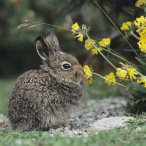 Rabbit sniffing flower