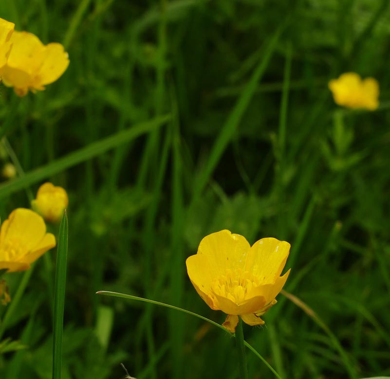 Yellow buttercups