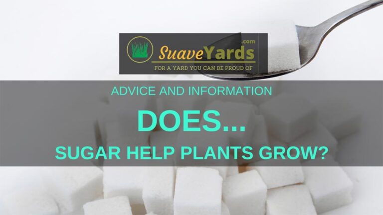 does-sugar-help-plants-grow-solved