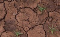 Cracked clay soil