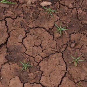 Cracked clay soil