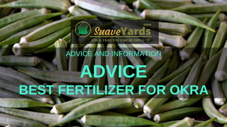 best-fertilizer-for-okra-5-options-for-your-ladies-fingers