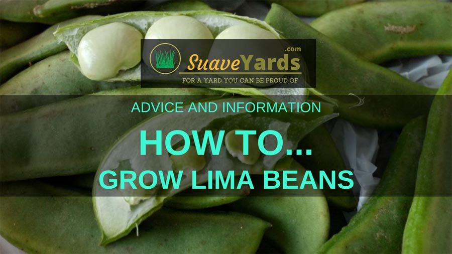How to grow Lima Beans