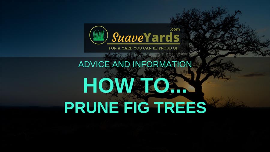 How to prune fig trees