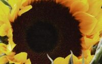 Close-up of a sunflower (Helianthus annuus), Republic of Ireland