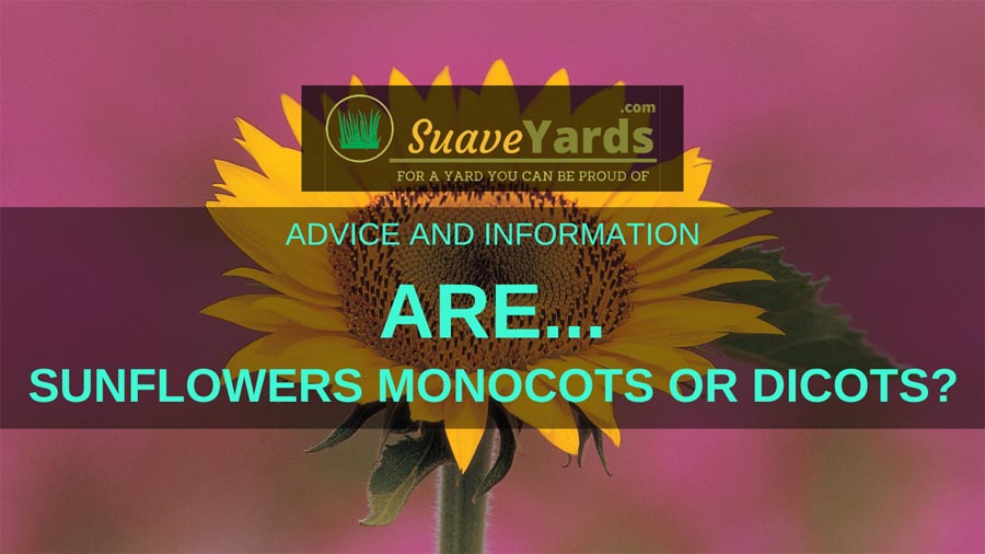 Are sunflowers dicots