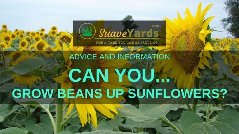 Can You Grow Beans Up Sunflowers? (Solved)