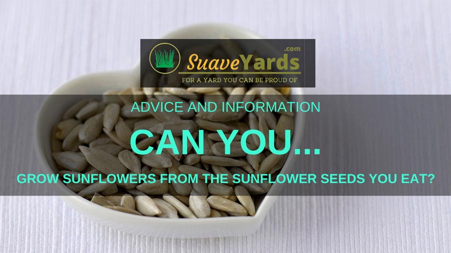 Can You Grow Sunflowers From The Sunflower Seeds You Eat? (Explained)