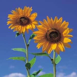 Two sunflower heads
