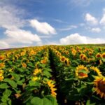 Rows and sunflowers and sky
