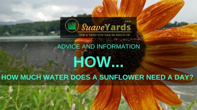 how-much-water-does-a-sunflower-need-a-day-explained