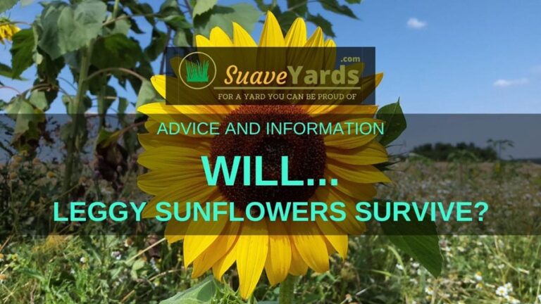 Will Leggy Sunflowers Survive? (Revealed)