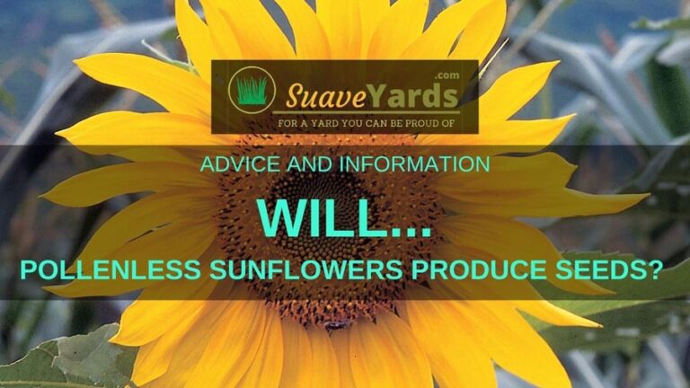 Will Pollenless Sunflowers Produce Seeds? (Explained)