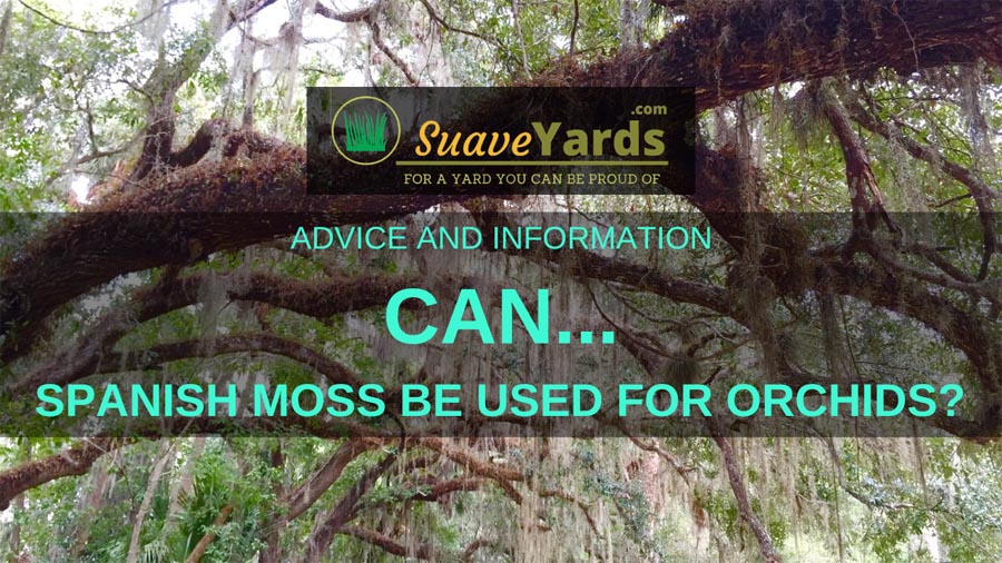 Can Spanish Moss be used for orchids 